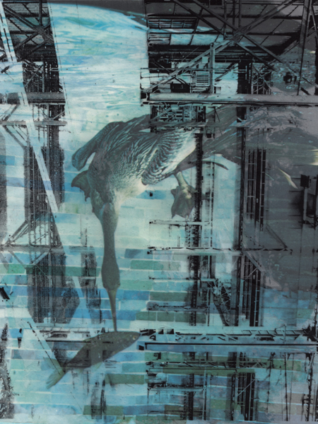 Cormorant, collage, 2014