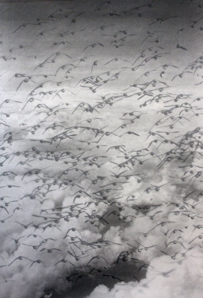 Flock of birds, collage, 2013