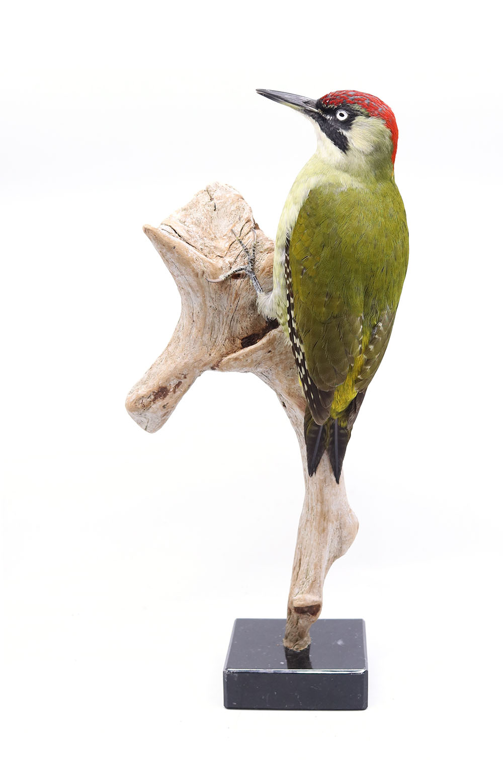 woodpecker1web